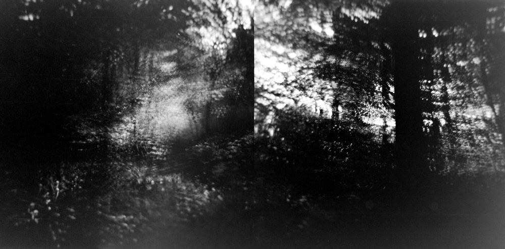 Swirling in the woods