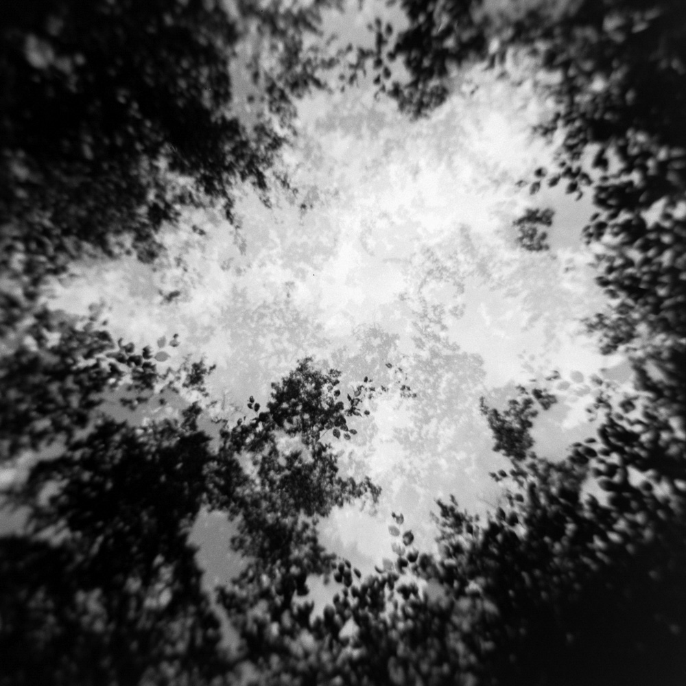 Leafs swirling like a bouquet