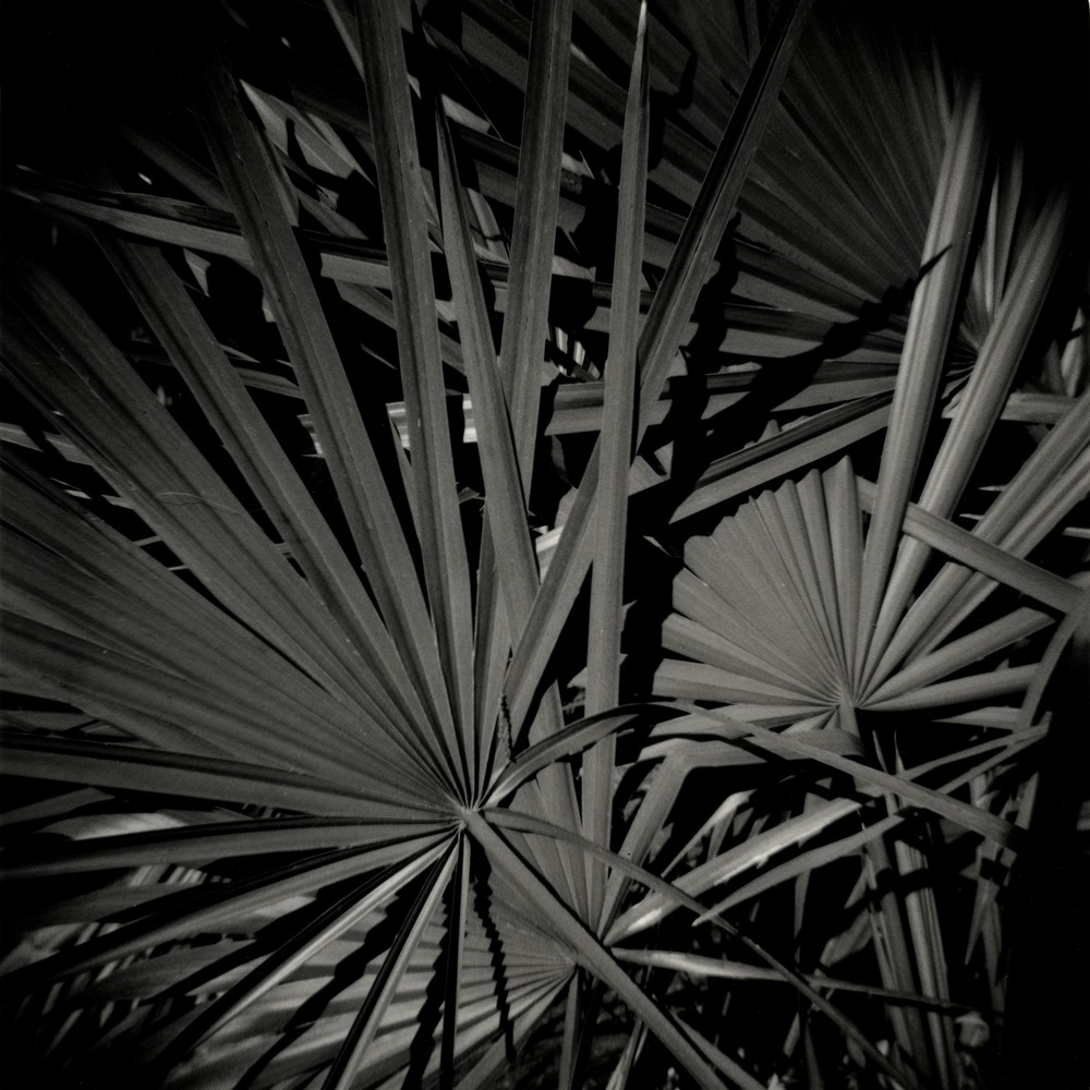 Palms