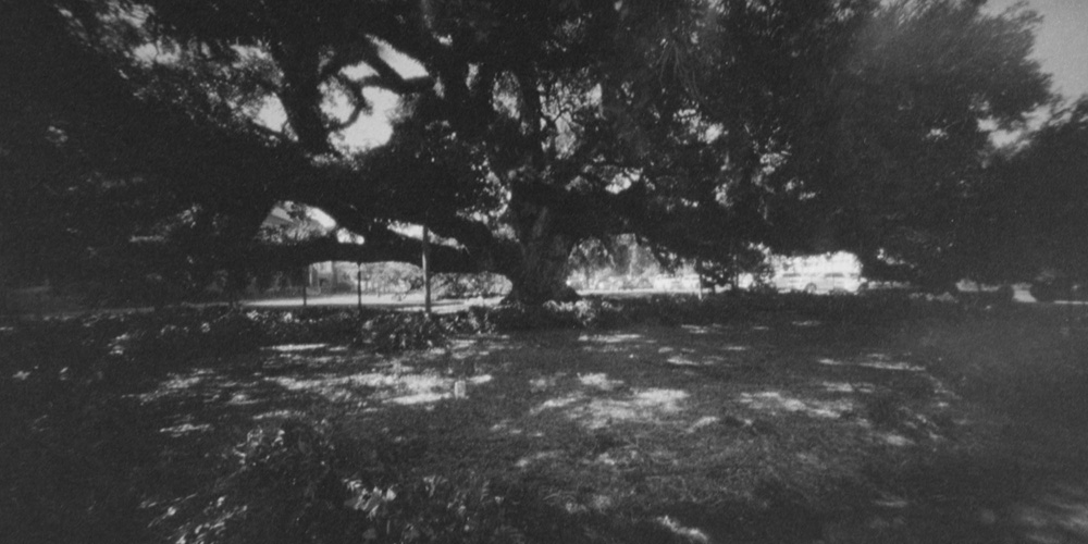 St John Cathedral Oak