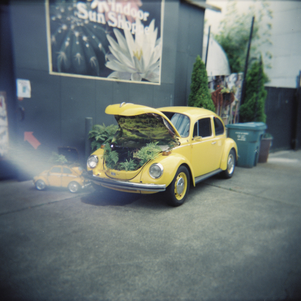 Yellow Bug